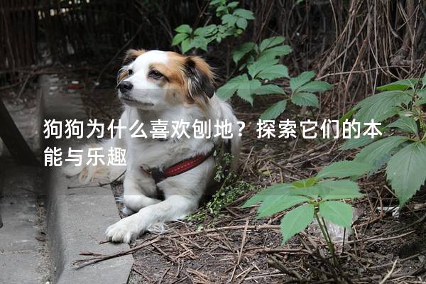 狗狗为什么喜欢刨地？探索它们的本能与乐趣