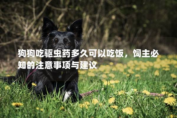 狗狗吃驱虫药多久可以吃饭，饲主必知的注意事项与建议