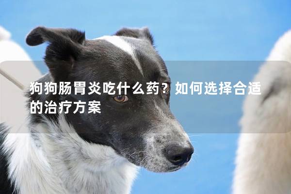 狗狗肠胃炎吃什么药？如何选择合适的治疗方案