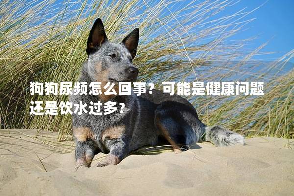 狗狗尿频怎么回事？可能是健康问题还是饮水过多？