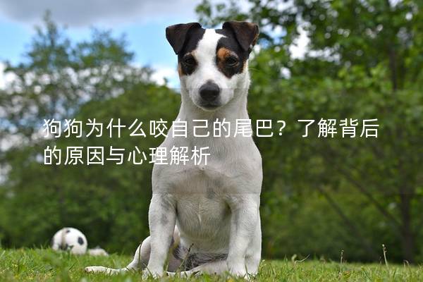狗狗为什么咬自己的尾巴？了解背后的原因与心理解析