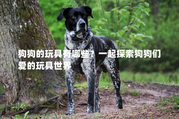 狗狗的玩具有哪些？一起探索狗狗们爱的玩具世界
