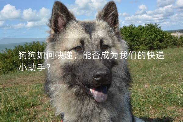 狗狗如何快递，能否成为我们的快递小助手？