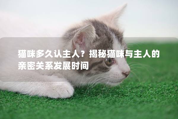 猫咪多久认主人？揭秘猫咪与主人的亲密关系发展时间