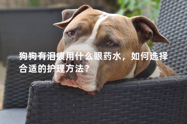 狗狗有泪痕用什么眼药水，如何选择合适的护理方法？