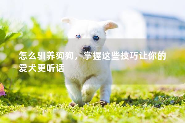 怎么驯养狗狗，掌握这些技巧让你的爱犬更听话