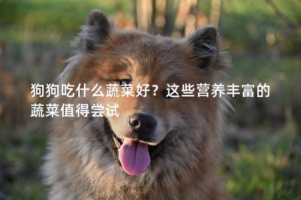 狗狗吃什么蔬菜好？这些营养丰富的蔬菜值得尝试