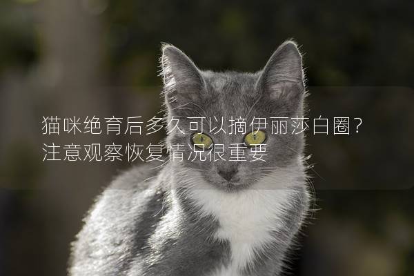 猫咪绝育后多久可以摘伊丽莎白圈？注意观察恢复情况很重要