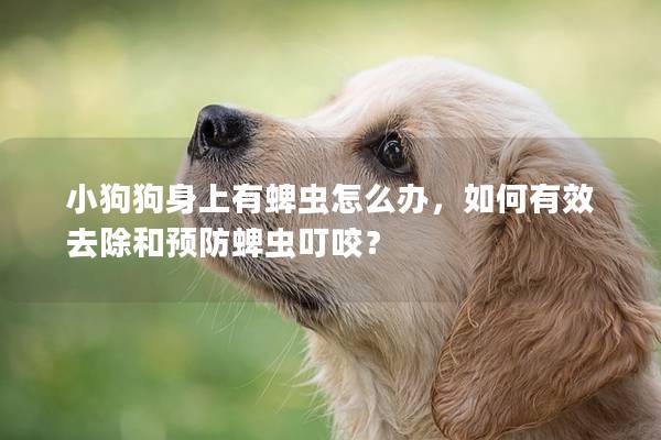 小狗狗身上有蜱虫怎么办，如何有效去除和预防蜱虫叮咬？