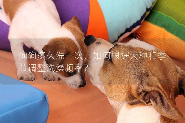 狗狗多久洗一次，如何根据犬种和季节调整洗澡频率？