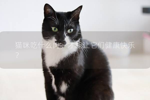 猫咪吃什么肉，才能让它们健康快乐？