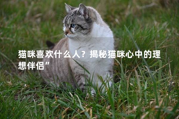 猫咪喜欢什么人？揭秘猫咪心中的理想伴侣”