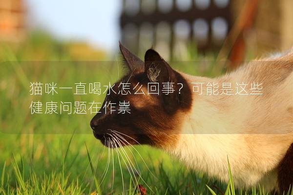 猫咪一直喝水怎么回事？可能是这些健康问题在作祟