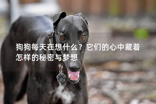 狗狗每天在想什么？它们的心中藏着怎样的秘密与梦想