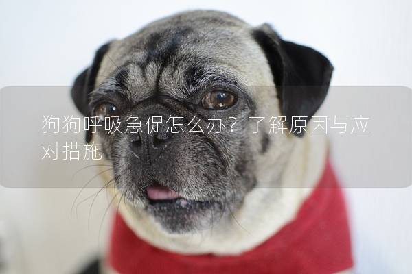 狗狗呼吸急促怎么办？了解原因与应对措施