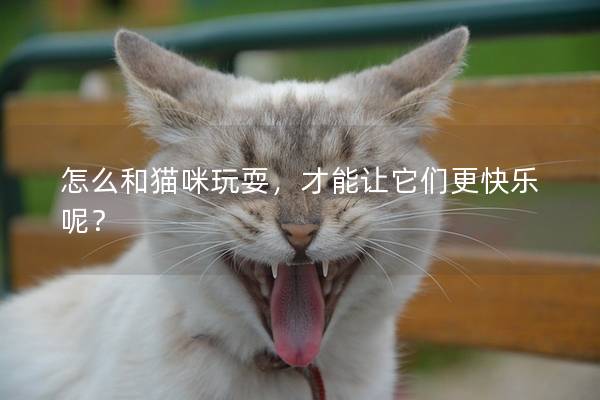 怎么和猫咪玩耍，才能让它们更快乐呢？