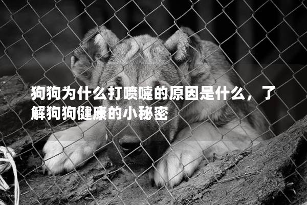 狗狗为什么打喷嚏的原因是什么，了解狗狗健康的小秘密