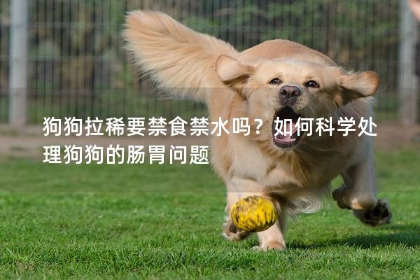 狗狗拉稀要禁食禁水吗？如何科学处理狗狗的肠胃问题