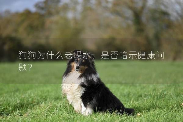 狗狗为什么老喝水，是否暗示健康问题？