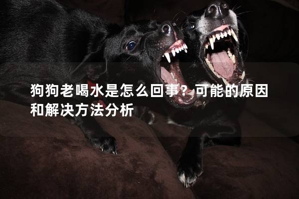 狗狗老喝水是怎么回事？可能的原因和解决方法分析