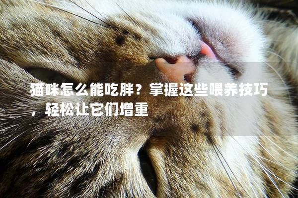 猫咪怎么能吃胖？掌握这些喂养技巧，轻松让它们增重