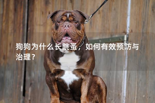 狗狗为什么长跳蚤，如何有效预防与治理？