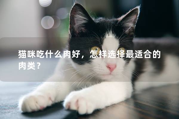 猫咪吃什么肉好，怎样选择最适合的肉类？