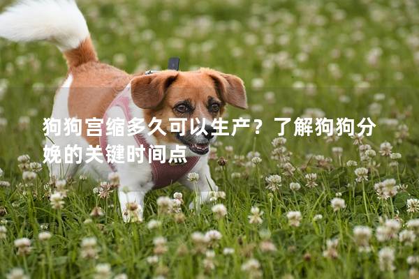 狗狗宫缩多久可以生产？了解狗狗分娩的关键时间点