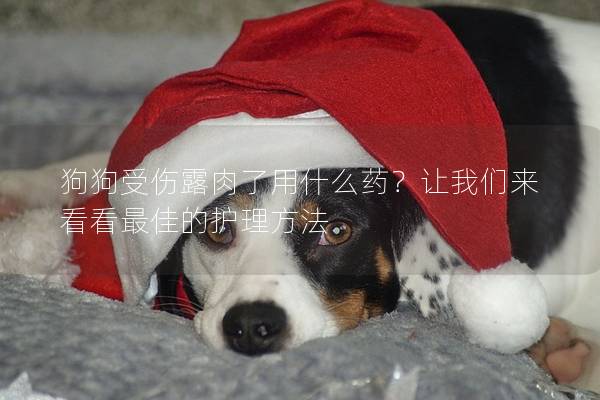 狗狗受伤露肉了用什么药？让我们来看看最佳的护理方法