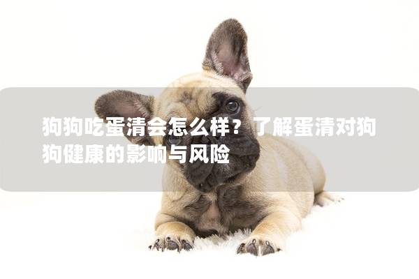 狗狗吃蛋清会怎么样？了解蛋清对狗狗健康的影响与风险