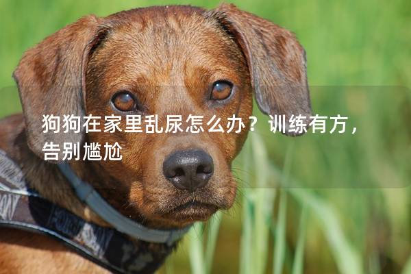 狗狗在家里乱尿怎么办？训练有方，告别尴尬