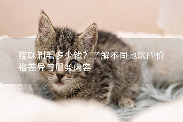 猫咪剃毛多少钱？了解不同地区的价格差异与服务内容
