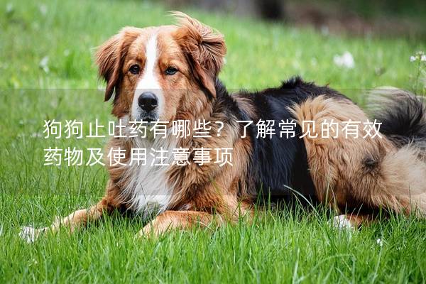 狗狗止吐药有哪些？了解常见的有效药物及使用注意事项