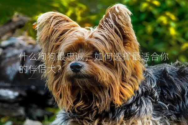 什么狗狗最忠诚，如何选择最适合你的伴侣犬？