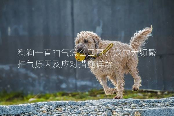 狗狗一直抽气怎么回事？宠物犬频繁抽气原因及应对措施详解
