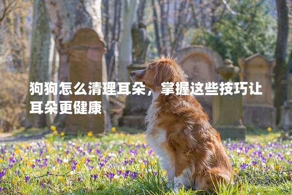 狗狗怎么清理耳朵，掌握这些技巧让耳朵更健康