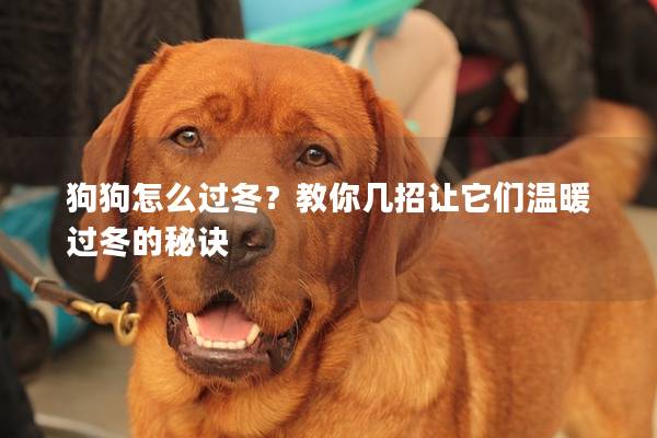 狗狗怎么过冬？教你几招让它们温暖过冬的秘诀