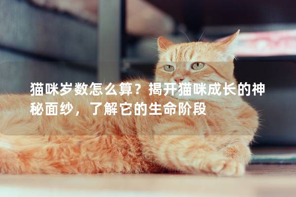 猫咪岁数怎么算？揭开猫咪成长的神秘面纱，了解它的生命阶段