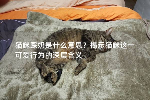 猫咪踩奶是什么意思？揭示猫咪这一可爱行为的深层含义
