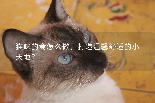 猫咪的窝怎么做，打造温馨舒适的小天地？