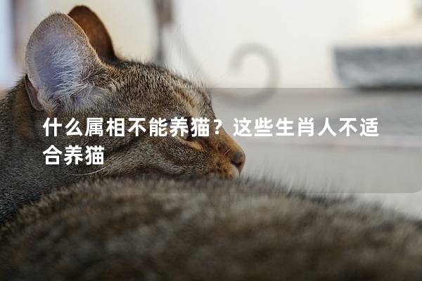 什么属相不能养猫？这些生肖人不适合养猫
