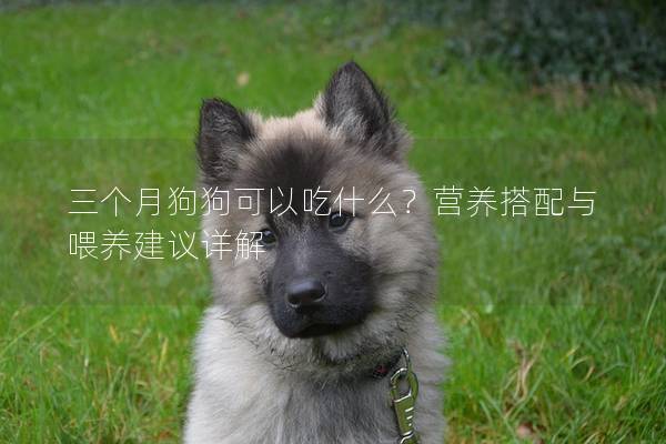 三个月狗狗可以吃什么？营养搭配与喂养建议详解