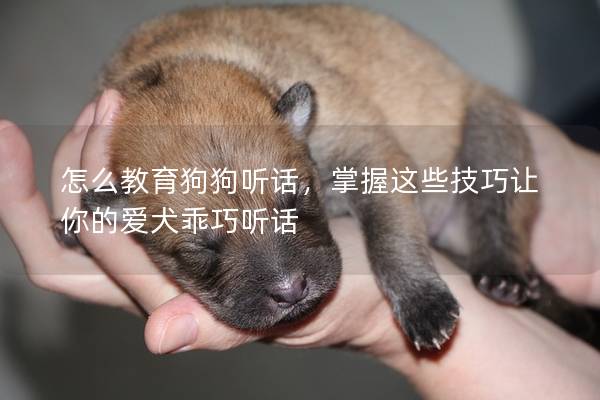 怎么教育狗狗听话，掌握这些技巧让你的爱犬乖巧听话