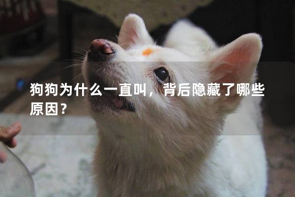 狗狗为什么一直叫，背后隐藏了哪些原因？