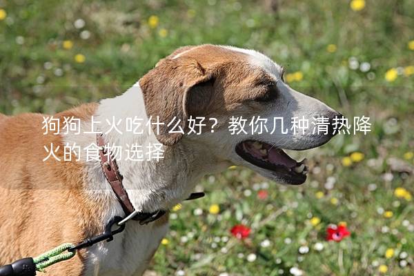 狗狗上火吃什么好？教你几种清热降火的食物选择