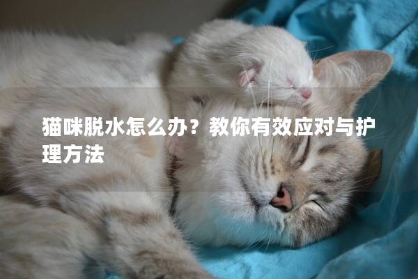 猫咪脱水怎么办？教你有效应对与护理方法