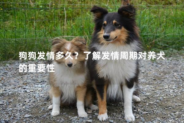 狗狗发情多久？了解发情周期对养犬的重要性