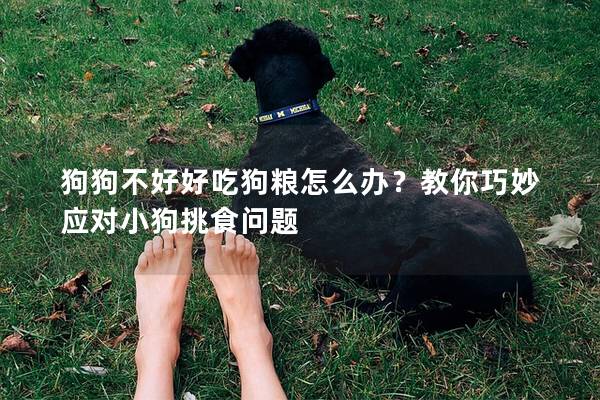 狗狗不好好吃狗粮怎么办？教你巧妙应对小狗挑食问题