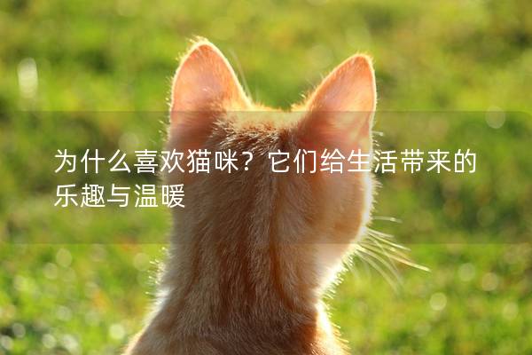 为什么喜欢猫咪？它们给生活带来的乐趣与温暖