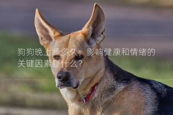 狗狗晚上睡多久，影响健康和情绪的关键因素是什么？